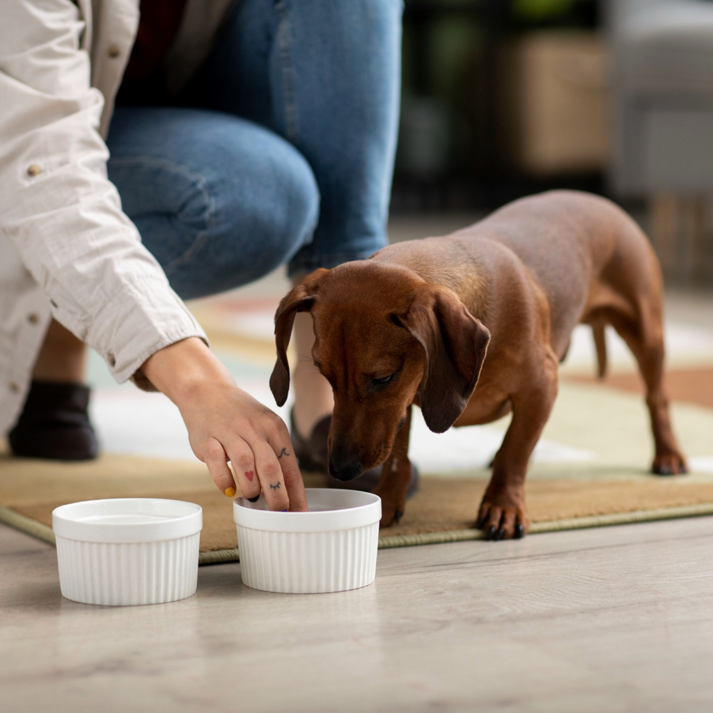 Why Investing in Quality Pet Bowls and Food Containers Matters